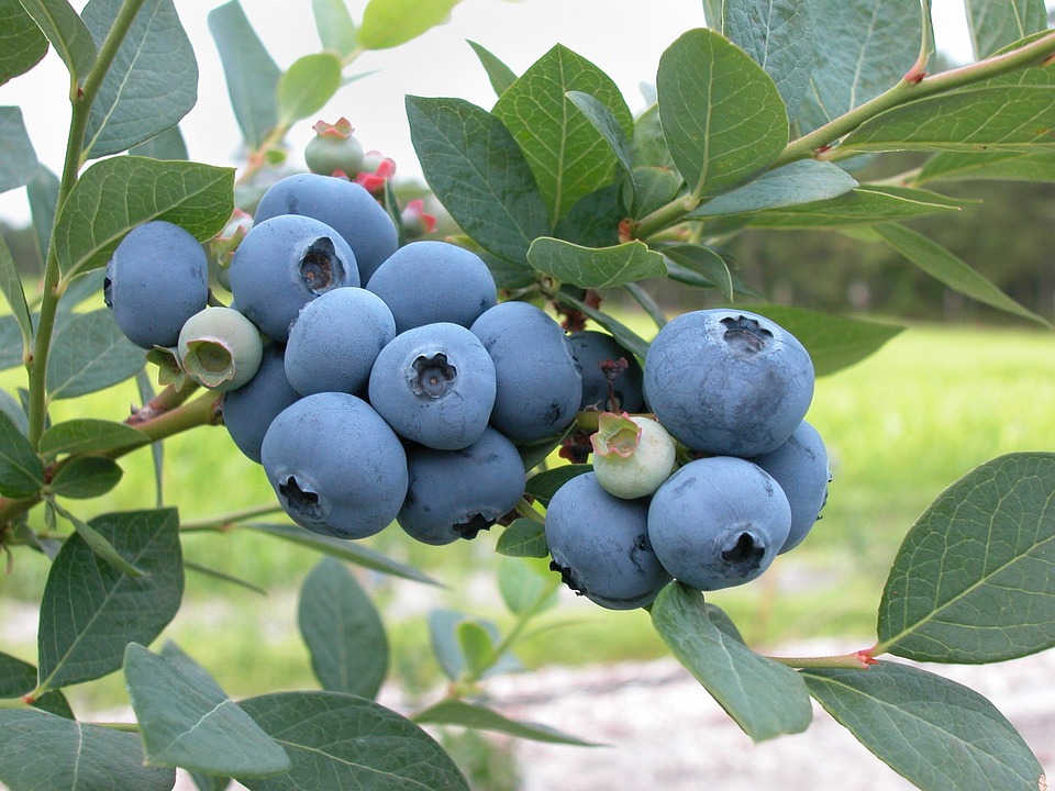 Picking Blueberries with&nbsp;Mom