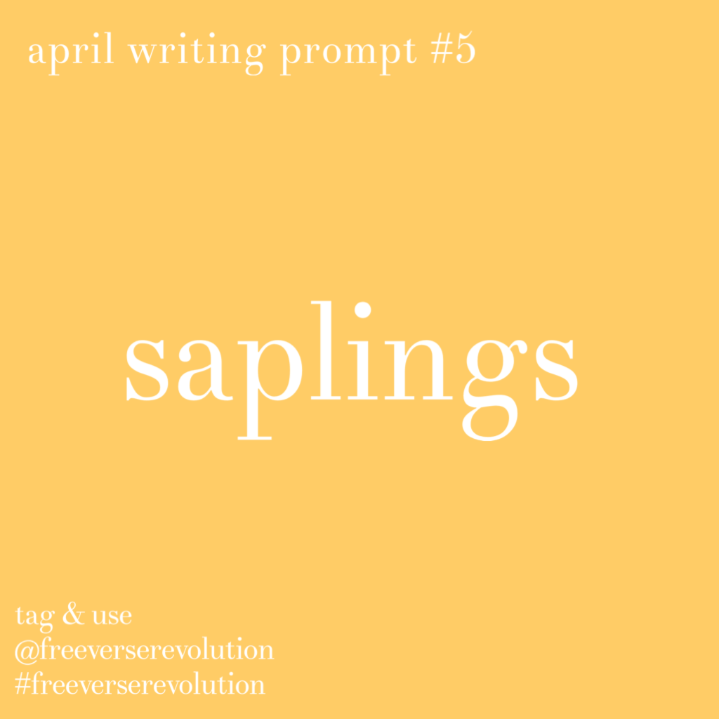 Sunday Best: saplings