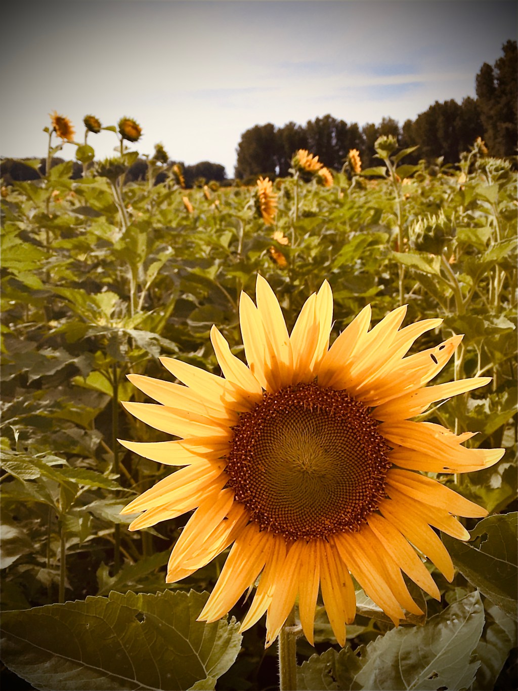 Memoirs of Denise&nbsp;Fletcher