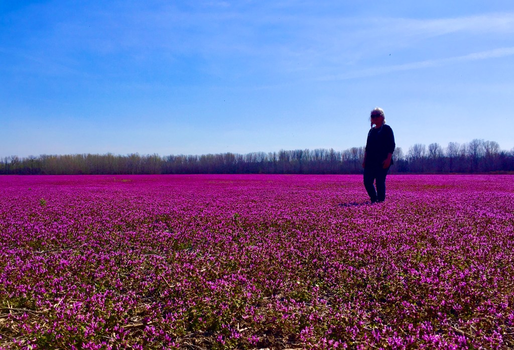 “I Find Myself in a Field of Henbit” published in Lothlorien Poetry&nbsp;Journal!