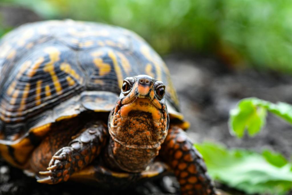 Box Turtle: A&nbsp;haibun