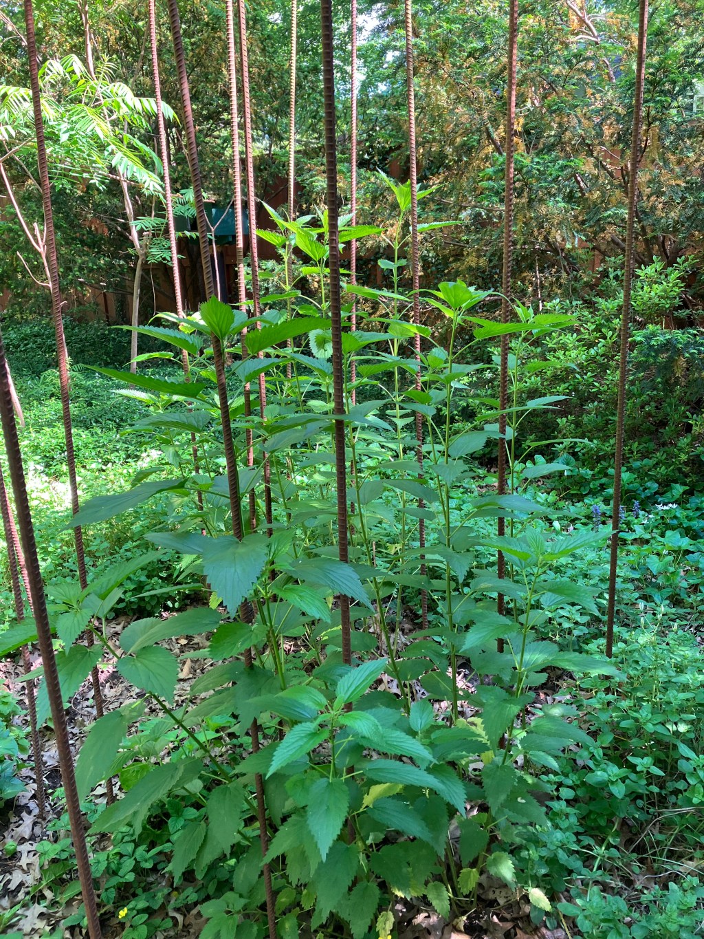 “Ode to a Yard” up on&nbsp;Collaborature!