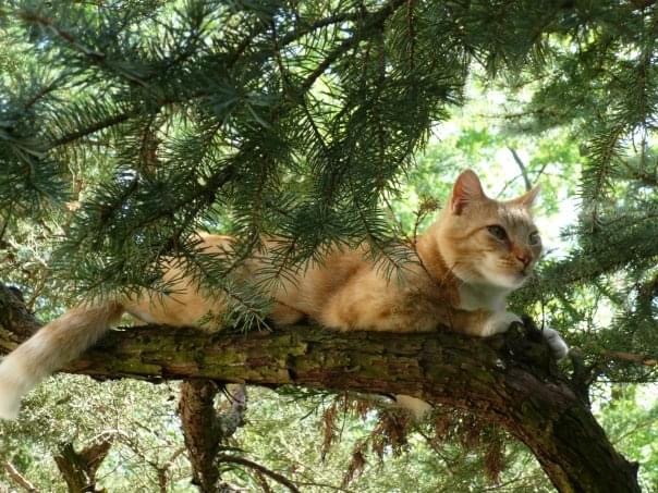 A Pet Memoir: Rainbow Bridge Train Stop up on&nbsp;MasticadoreUSA